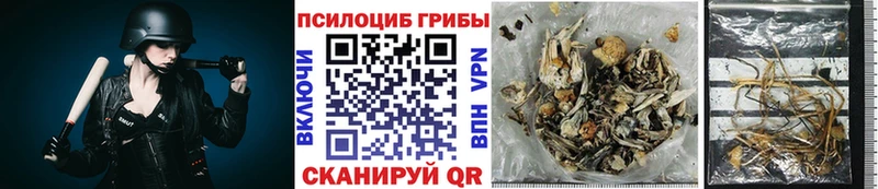 Псилоцибиновые грибы Psilocybe  как найти закладки  Нефтекумск 